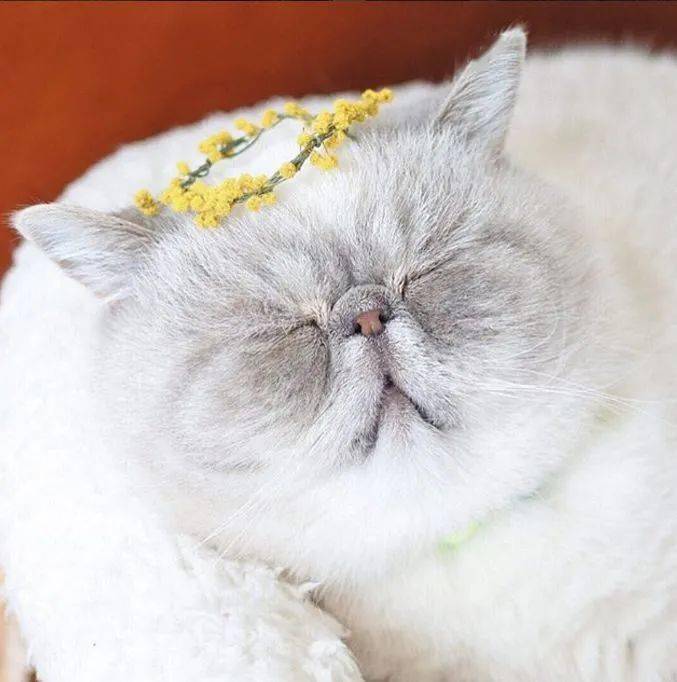 温馨十一月，猫咪的求友奇遇记