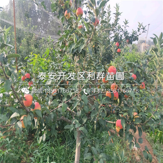 抚州枣树苗最新报价及市场分析概览
