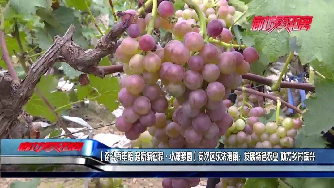 临安葡农新闻头条，葡萄产业助力乡村振兴，蓬勃发展！